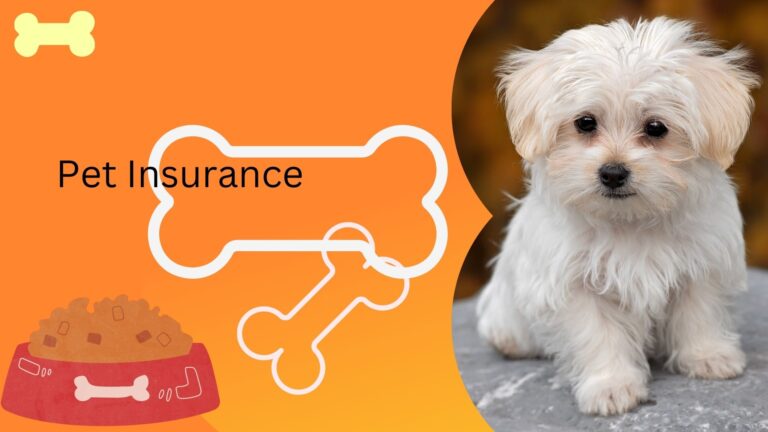 Pet Insurance